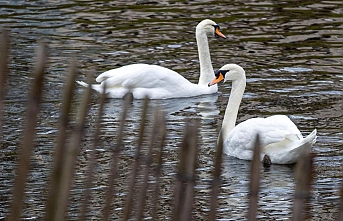 Ordu'nun Zarif Misafirleri: Kuğuların Vedası mı, Vefası mı?
