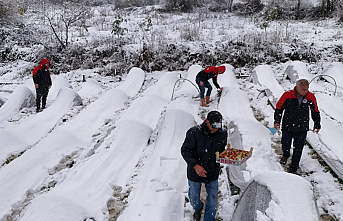 Samsun Alaçam'da Kar Altında Çilek Hasadı: Taleplere Yetişilemiyor!