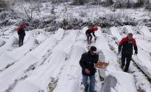 Samsun Alaçam'da Kar Altında Çilek Hasadı: Taleplere Yetişilemiyor!