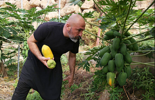 Alanya Papayası Dünya Sofralarında: Türkiye'nin...