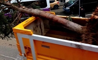 Cumhuriyet Meydanı’nda Ağaç Kıyımı Tepki Çekiyor: "Gölgesinde Yıllarımız Geçmişti"